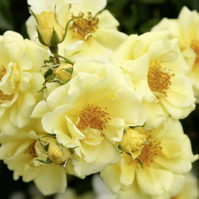 10 Yellow Geranium Seeds - Seed World