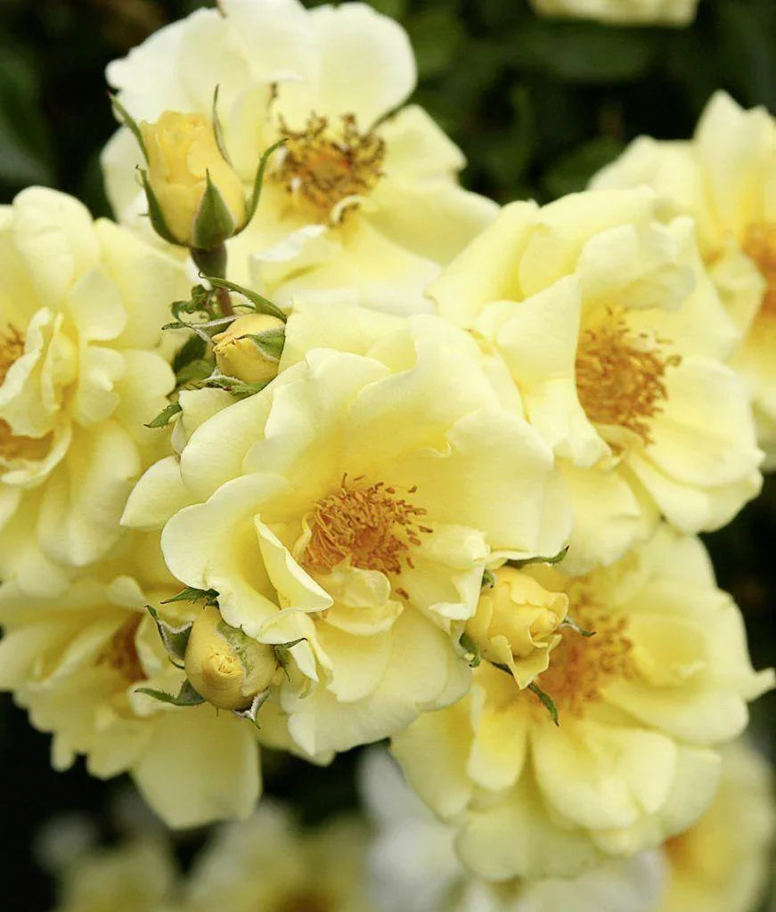 yellow geranium seeds 10 Yellow Geranium Seeds