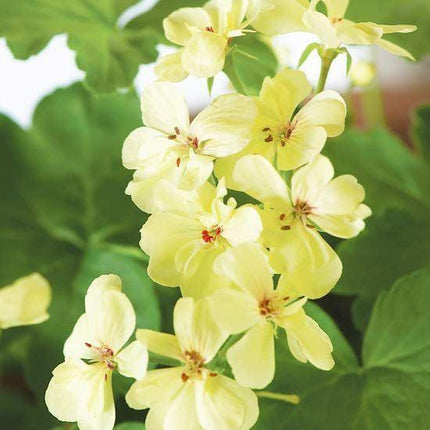 10 Yellow Geranium Seeds - Seed World