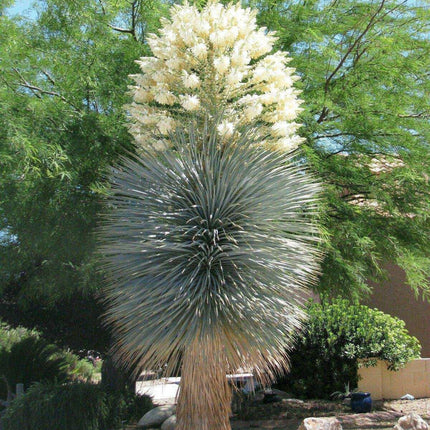 10 Yucca Rigida - Blue Yucca Seeds - Seed World