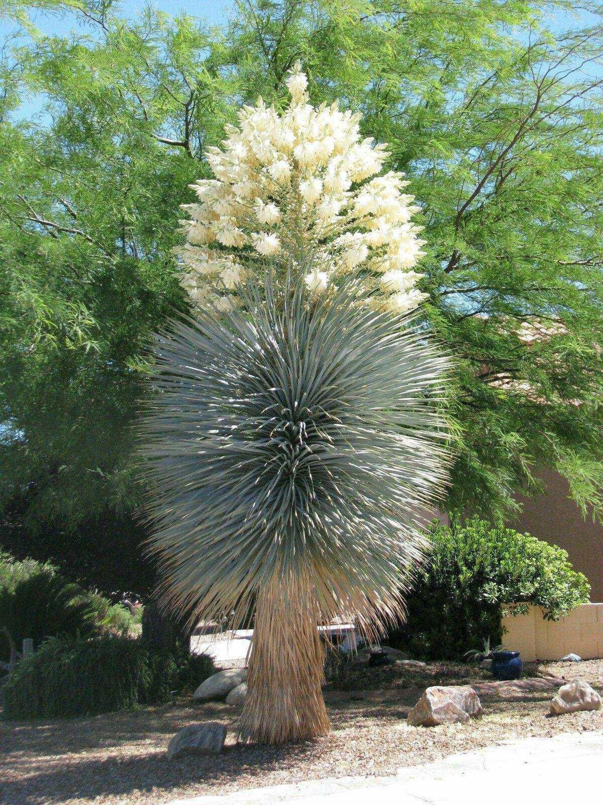 10 Yucca Rigida - Blue Yucca Seeds - Seed World