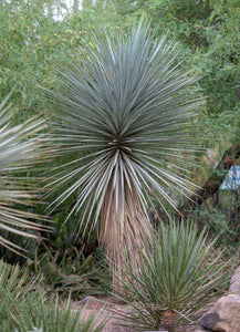 10 Yucca Rigida - Blue Yucca Seeds - Seed World