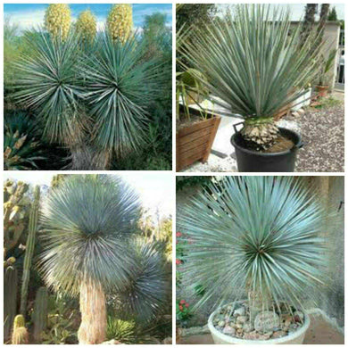 10 Yucca Rigida - Blue Yucca Seeds - Seed World