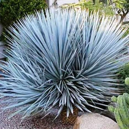10 Yucca Rigida - Blue Yucca Seeds - Seed World