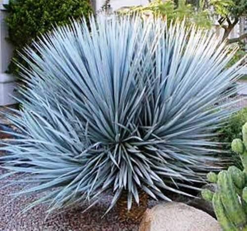 10 Yucca Rigida - Blue Yucca Seeds - Seed World