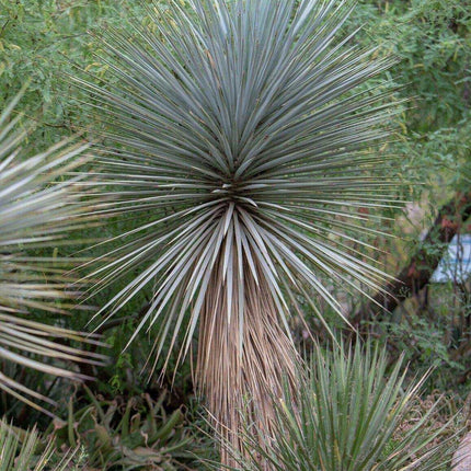 10 Yucca Rigida - Blue Yucca Seeds - Seed World