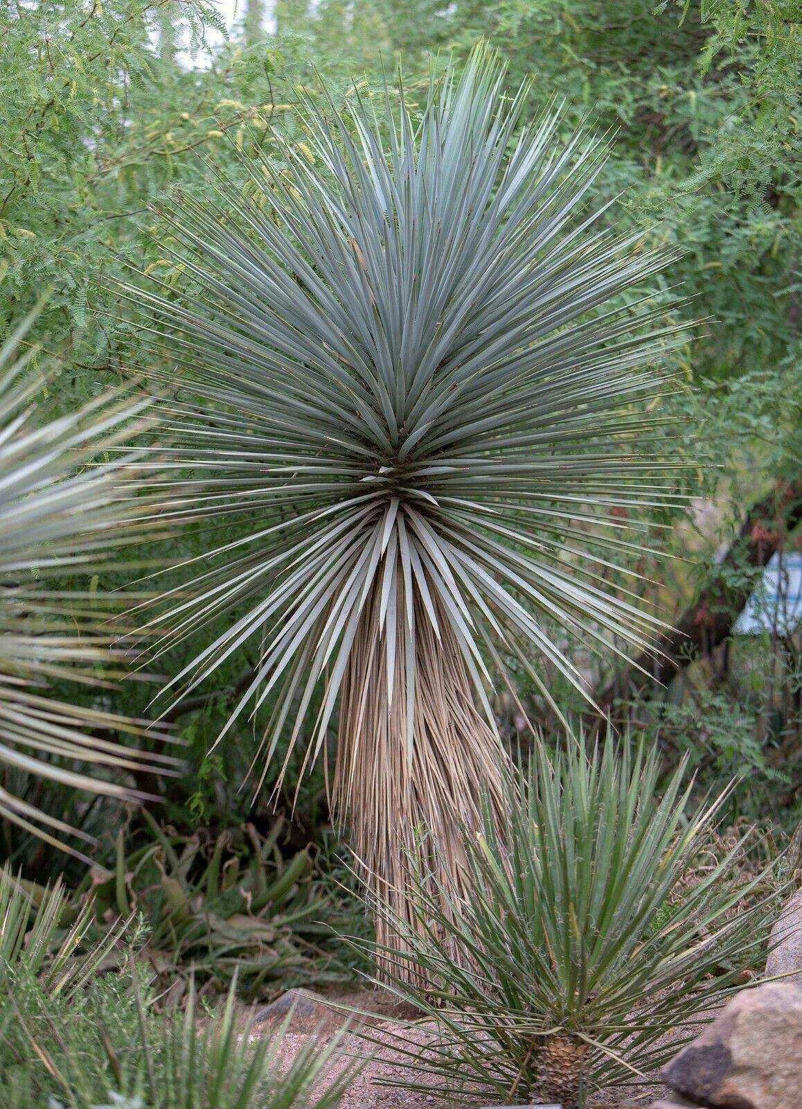 10 Yucca Rigida - Blue Yucca Seeds - Seed World