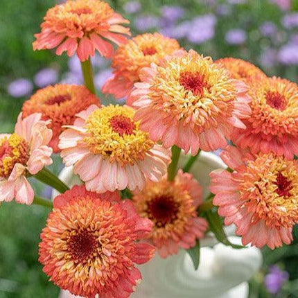 10 Zinnia 'Zinderella Peach' Seeds - Seed World