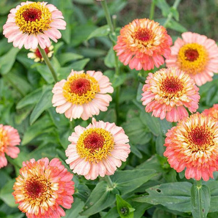 10 Zinnia 'Zinderella Peach' Seeds - Seed World