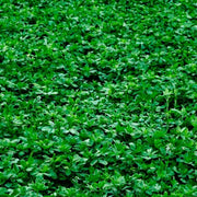 100 Alfalfa Cover Crop Seeds | NON-GMO | Heirloom - Seed World