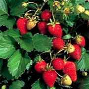 100 Alpine Strawberry Seeds - Seed World