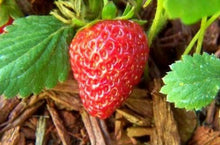 100 Alpine Strawberry Seeds - Seed World