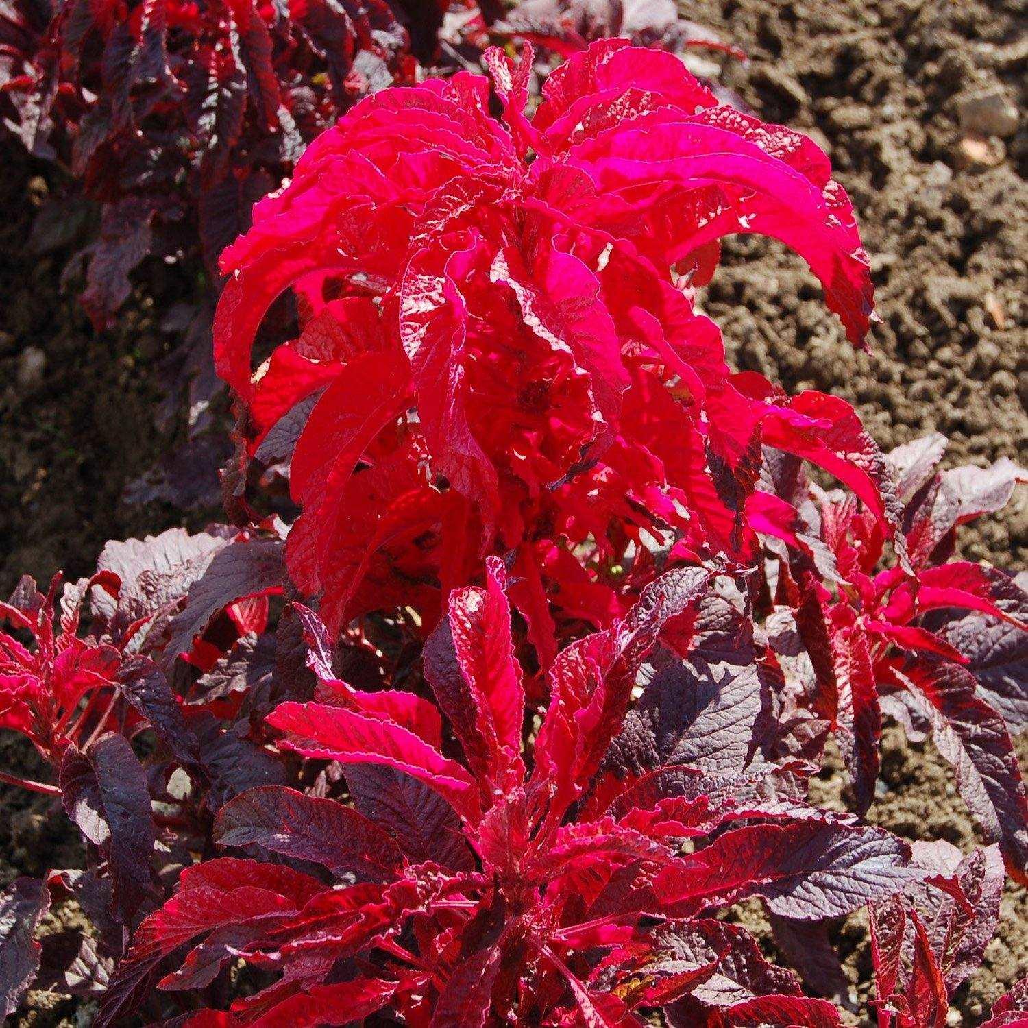100 Amaranthus Early Splendor Seeds - Seed World
