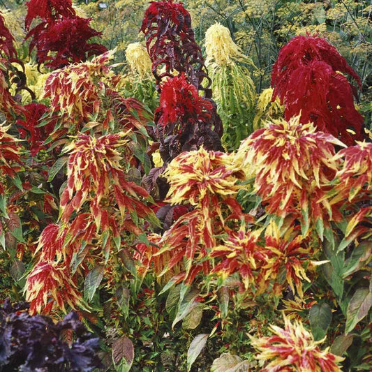 100 Amaranthus - Tri-color Perfecta Seeds - Seed World