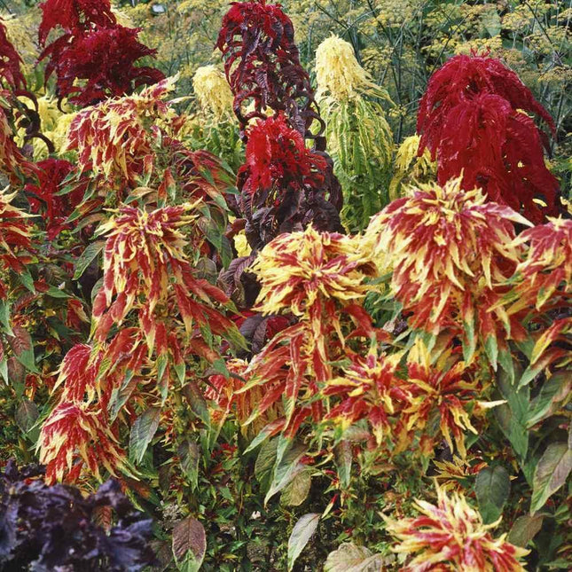 100 Amaranthus - Tri-color Perfecta Seeds - Seed World