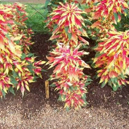 100 Amaranthus - Tri-color Perfecta Seeds - Seed World