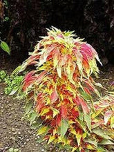 100 Amaranthus - Tri-color Perfecta Seeds - Seed World