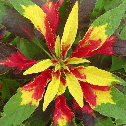 100 Amaranthus - Tri-color Perfecta Seeds - Seed World