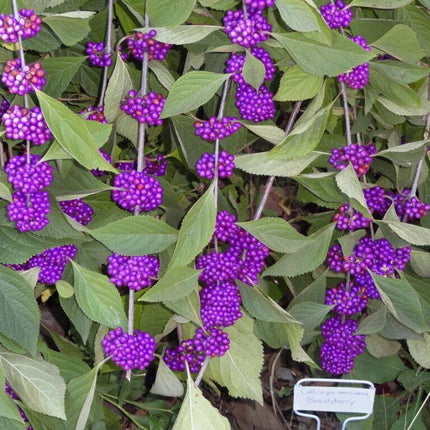 100 American Purple Beauty Berry Seeds - Seed World