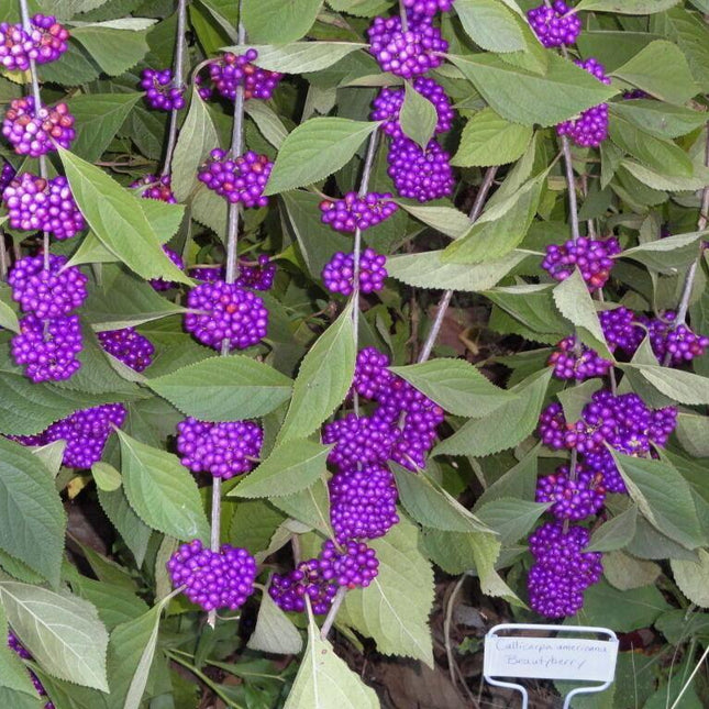 100 American Purple Beauty Berry Seeds - Seed World