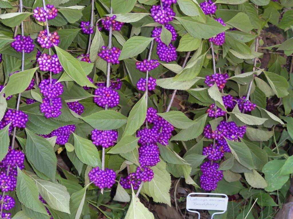 100 American Purple Beauty Berry Seeds - Seed World