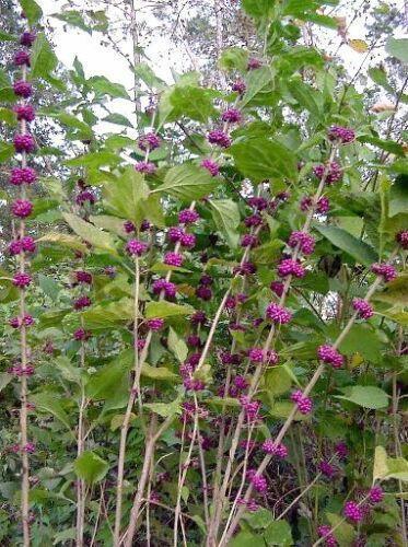 100 American Purple Beauty Berry Seeds - Seed World