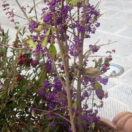 100 American Purple Beauty Berry Seeds - Seed World