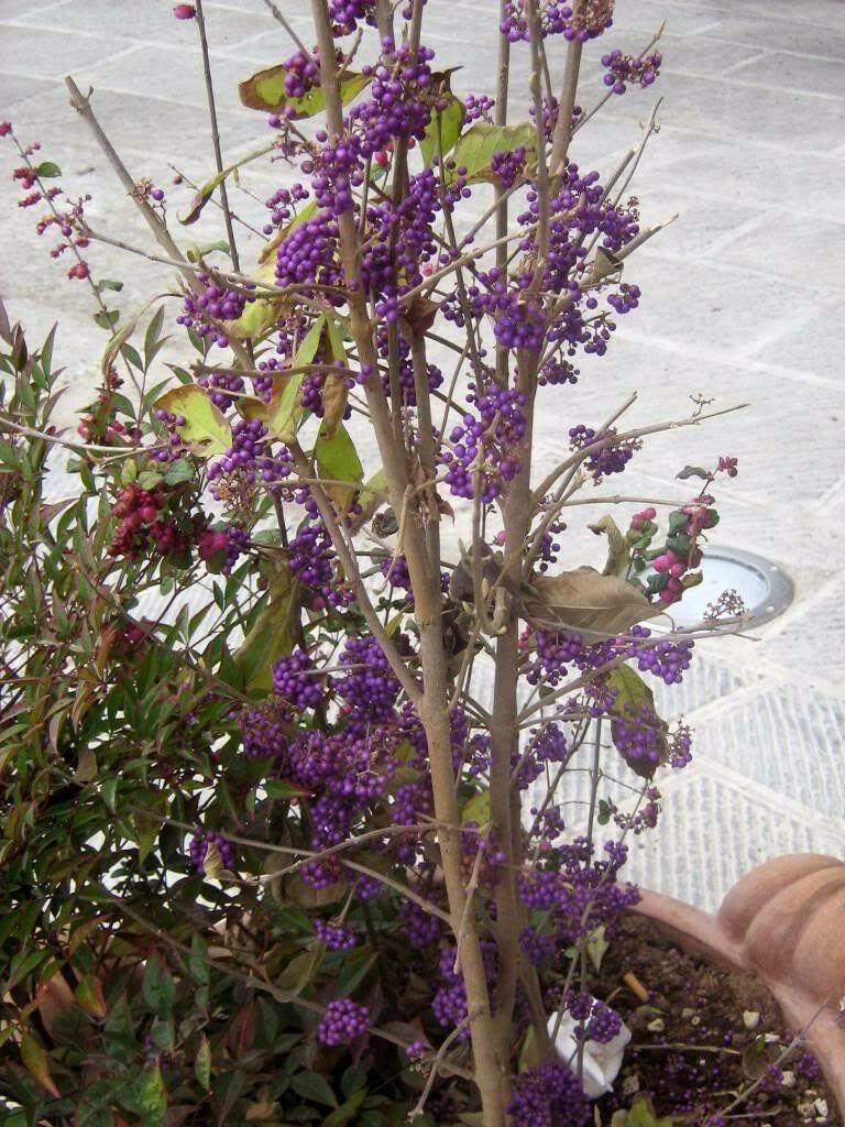 100 American Purple Beauty Berry Seeds - Seed World