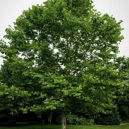 100 American Sycamore Seeds - Seed World