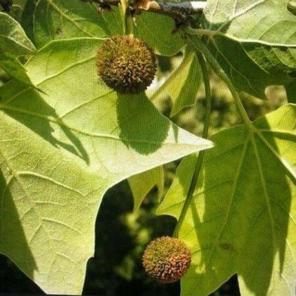 100 American Sycamore Seeds - Seed World