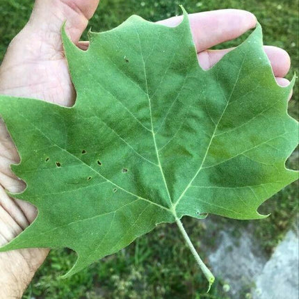 100 American Sycamore Seeds - Seed World