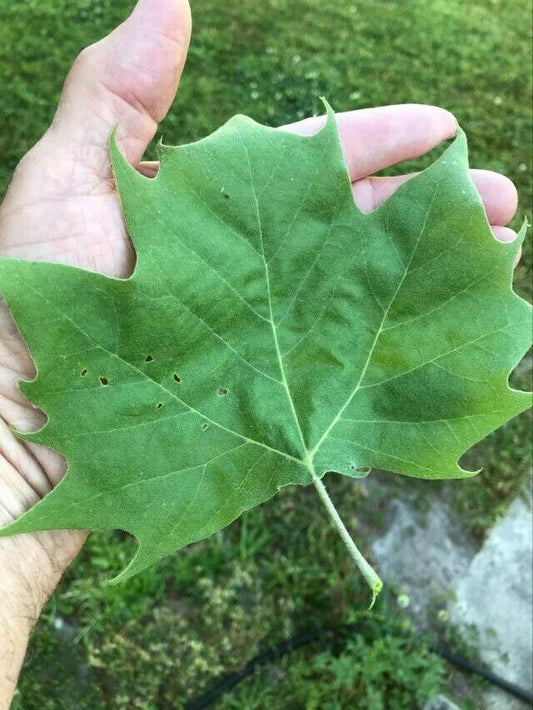 100 American Sycamore Seeds - Seed World