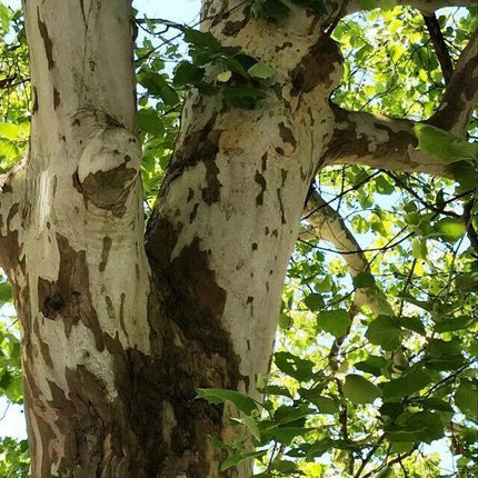 100 American Sycamore Seeds - Seed World