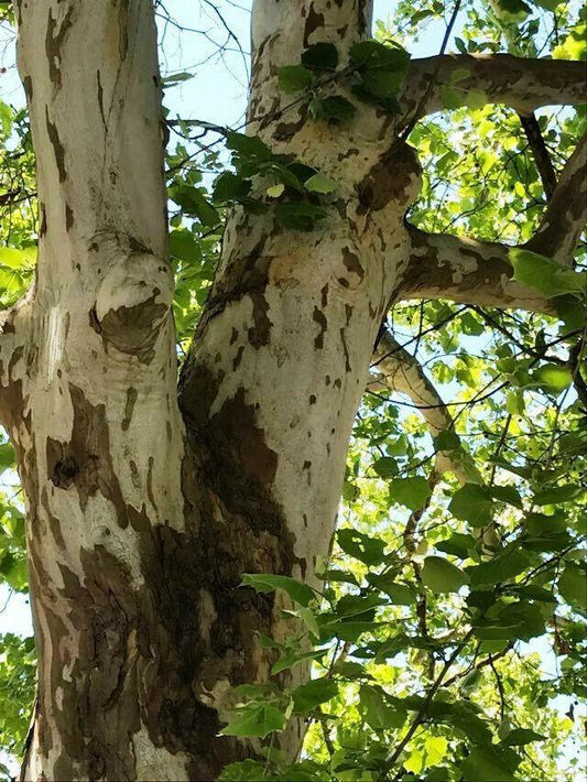 100 American Sycamore Seeds - Seed World