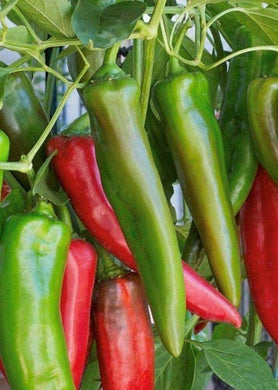 100 Anaheim Chili Pepper Seeds | Non-GMO - Seed World