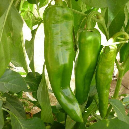 100 Anaheim Chili Pepper Seeds | Non-GMO - Seed World