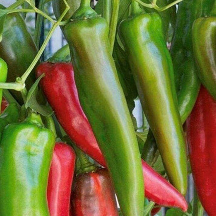 100 Anaheim Chili Pepper Seeds | Non-GMO - Seed World