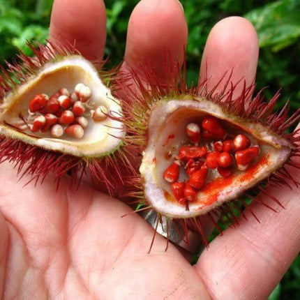 100 Annatto Tree Lipstick Plant Evergreen Flower Seeds - Seed World