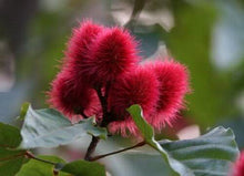 100 Annatto Tree Lipstick Plant Evergreen Flower Seeds - Seed World