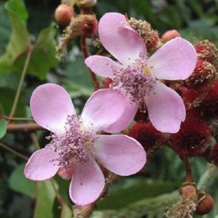 100 Annatto Tree Lipstick Plant Evergreen Flower Seeds - Seed World