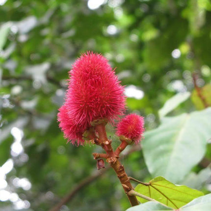 100 Annatto Tree Lipstick Plant Evergreen Flower Seeds - Seed World