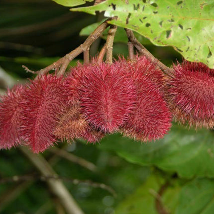 100 Annatto Tree Lipstick Plant Evergreen Flower Seeds - Seed World