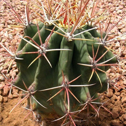 100 Arizona Barrel Cactus Seeds - Seed World
