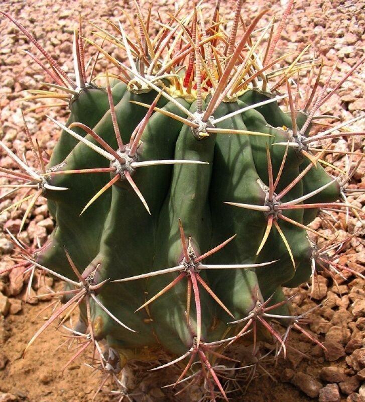 100 Arizona Barrel Cactus Seeds - Seed World