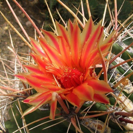 100 Arizona Barrel Cactus Seeds - Seed World