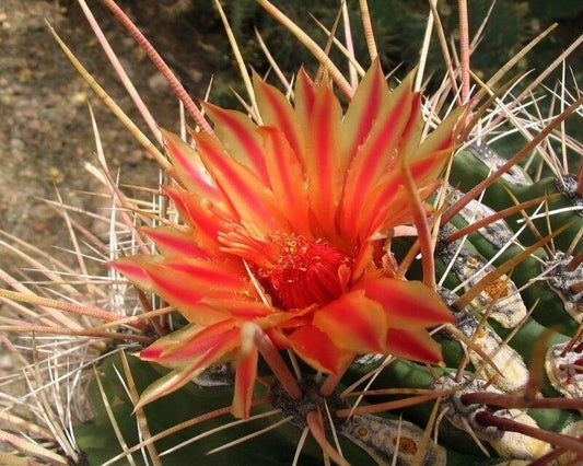100 Arizona Barrel Cactus Seeds - Seed World