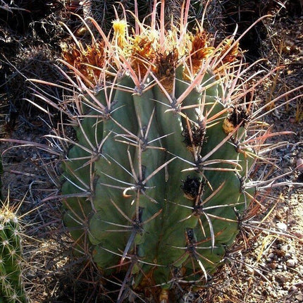 100 Arizona Barrel Cactus Seeds - Seed World