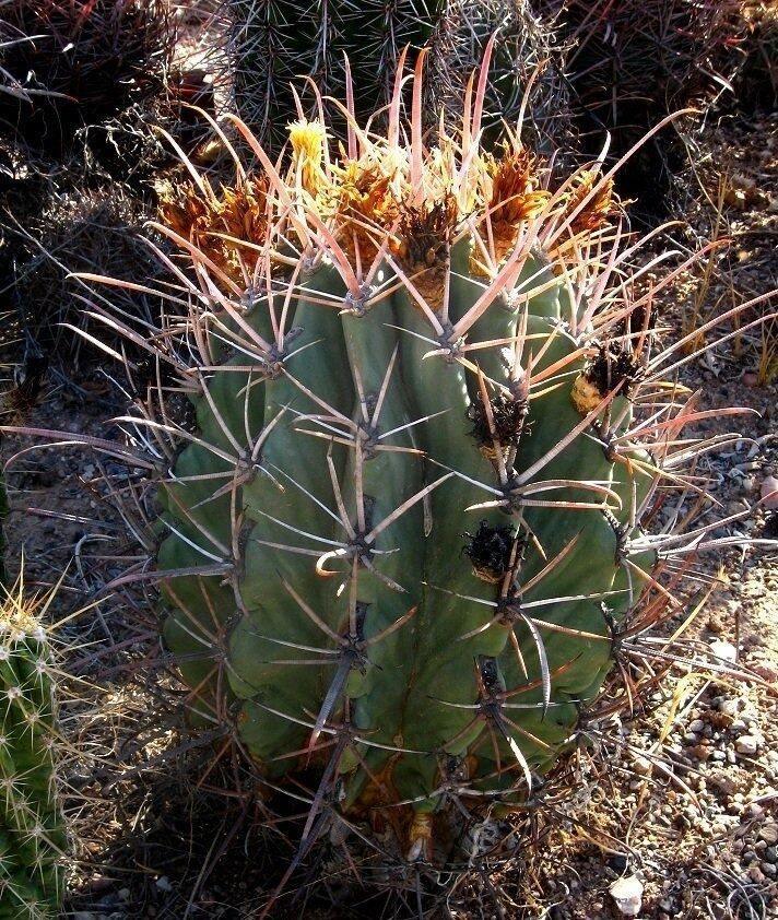 100 Arizona Barrel Cactus Seeds - Seed World