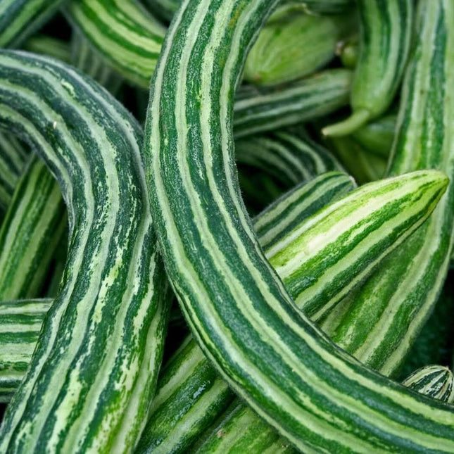 100 Armenian Yard Long Cucumber Seeds - Seed World