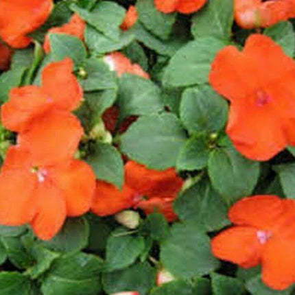 100 Baby Orange Impatiens Seeds - Seed World